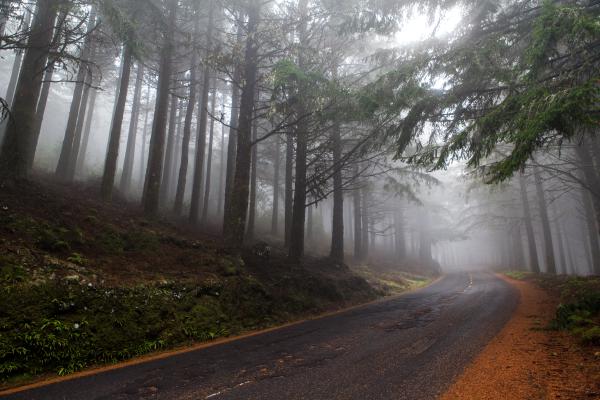 Parque Natural do Ribeiro Frio, Madeira